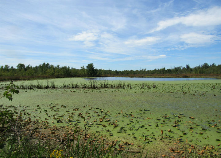 Winter's Pond